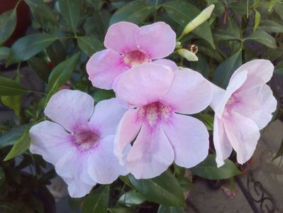 Pandorea jasninoides