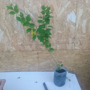 Quadrania tricuspidata 30lei; Ajunse la maturitate, fructele sunt foarte plăcute, suculente, dulci și au un gust asemănător cu cel al smochinelor și dudelor dar nu e atât de bogat ca cel al smochinelor și nici atât de dulce ca cel
