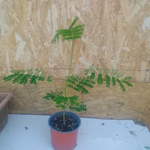 Delonix regia 40lei 40-50cm; 1buc.De la 1noiembrie disponibil cu radacina  nuda
Coroana sa densă, în formă de umbrelă este alcătuită din frunze asemănătoare celor de ferigă, bipenate și flori spectaculoase, ușor parfumate, de cul
