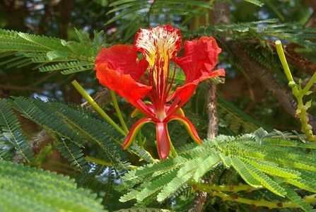 Delonix regia; Planta necesită un climat tropical sau subtropical, dar poate tolera seceta și salinitatea sporită. Preferă soluri ușoare nisipoase sau argiloase îmbogățite cu materie organică.
