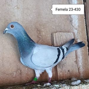Femela 23-640