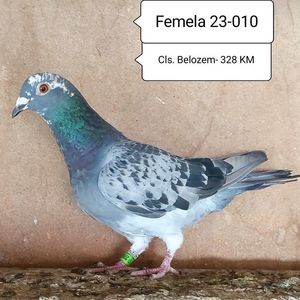 Femela 23-010
