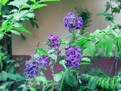 Duranta