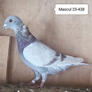 Mascul 25-438....-15 lei