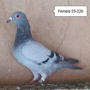 Femela 25-226....-10 lei