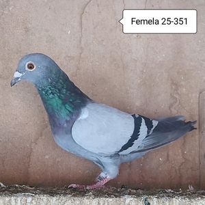 Femela 25-351....-10 lei