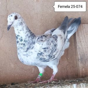 Femela 25-074
