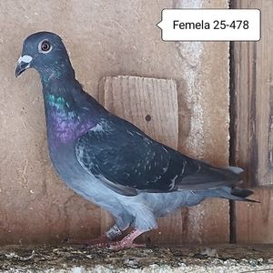 Femela 25-478....-10 lei