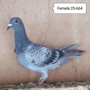 Femela 25-664....-10 lei