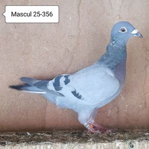Mascul 25-356....-10 lei