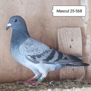 Mascul 25-568