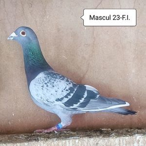 Mascul 23-F.Inel