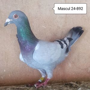 Mascul 24-892