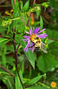 WILD FLOWER and Buggie