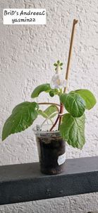 8.09.2025; Planta nr.2

