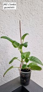 8.09.2025; MG&#039;s Tenko 1
