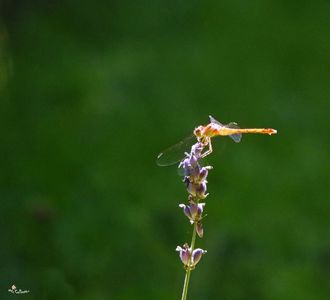 Dragon Fly