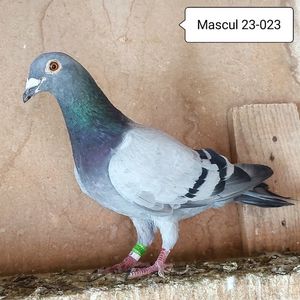 Mascul 23-023....-10 lei