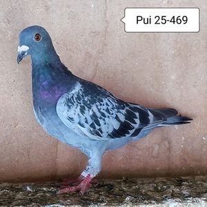 Pui 25-469....-10 lei