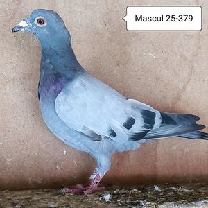 Mascul 23-379....-10 lei