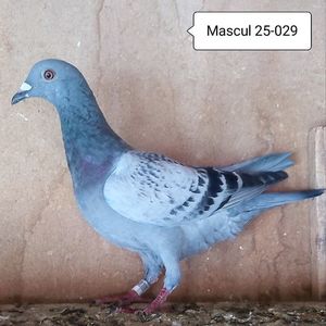 Mascul 25-029....-10 lei