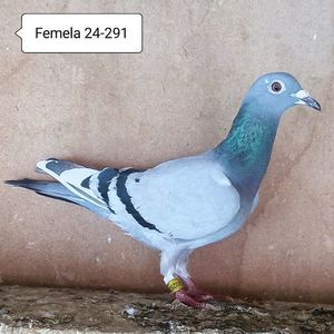 Femela 24-291....-10 lei