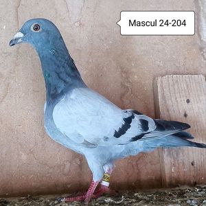 Mascul 24-024....-10 lei