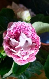 ; Achiziție noua Gloxinia Spot Pink
