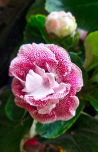 Gloxinia Spot Pink; Achiziție noua

