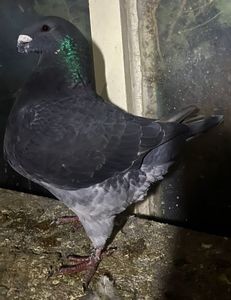 1-0 2025La năpârlire