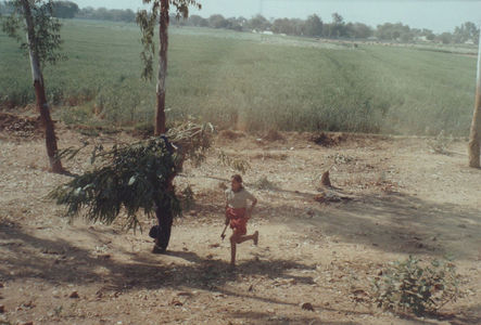 În drum spre Agra. Goana după eucalipți