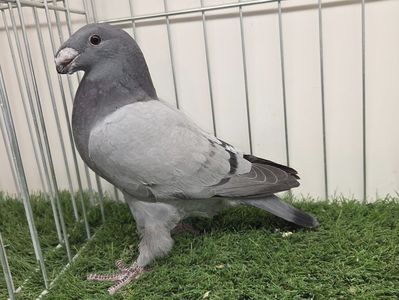 MASCUL RO 25 - 91