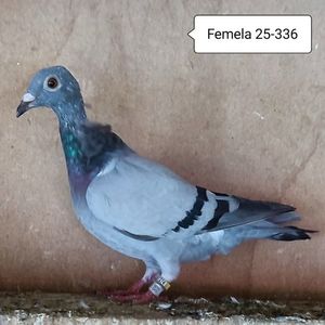 Femela 25-336....-10 lei