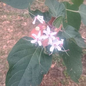 ; clerodendron tricothomum 12.09
