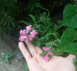Verbena pitica