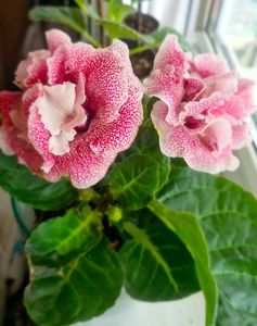 ; Gloxinia ‘Sonata Pink’
