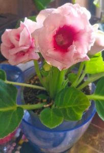 ; Gloxinia
