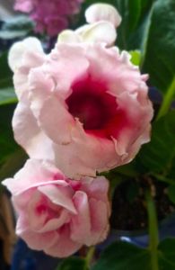; Gloxinia
