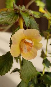 Rf s Tropicana