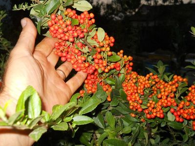 pyracantha portocalie