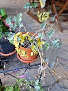 Pelargonium Gibbosum; A inflorit muscata mea galbena cea ciudata. Se tine de program, infloreste o data la 2 ani.
