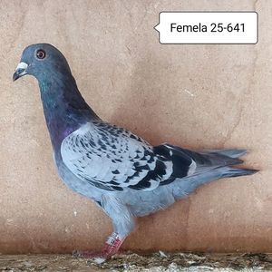 Femela 25-641....-10 lei