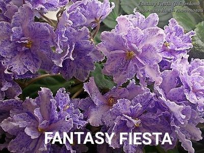 FANTASY FIESTA - Copy - Copy