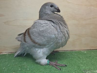 MASCUL 2025 - 129 PURTĂTOR DE REDUCED