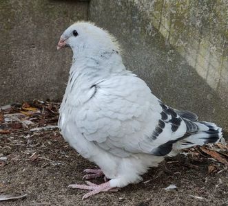 46