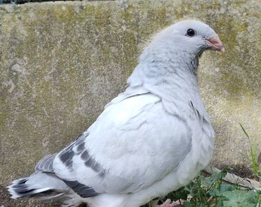 46