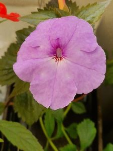 2025- culoarea neobisnuita, a inflorit in balconul de la bloc.