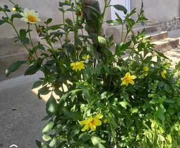Coreopsis - ochiul fetei