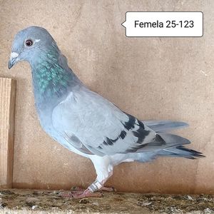 Femela 25-123