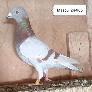 Mascul 24-966